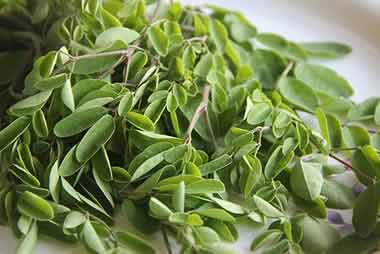 moringa leaves